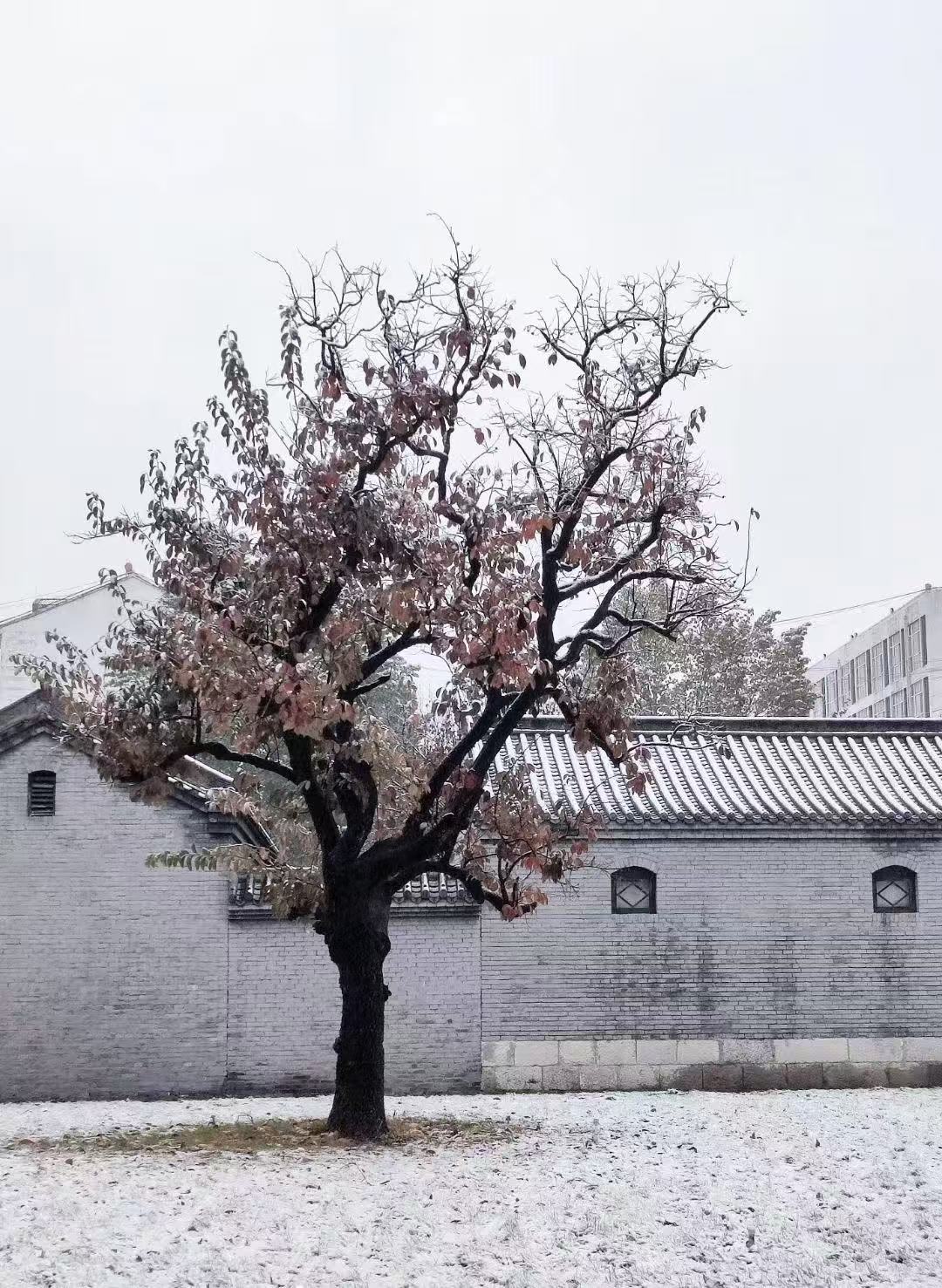 邢台学院校园美景 4