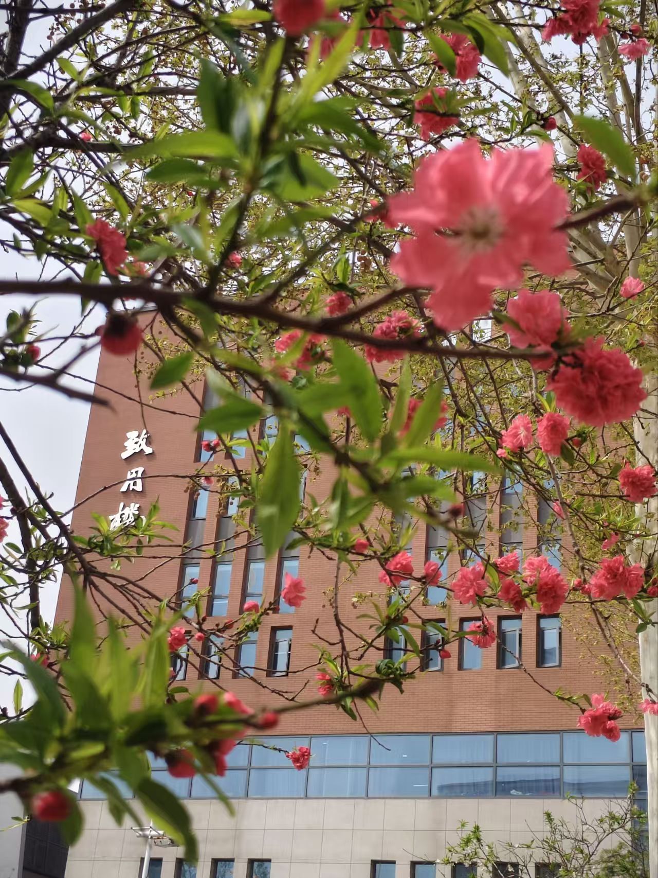 邢台学院校园美景 13