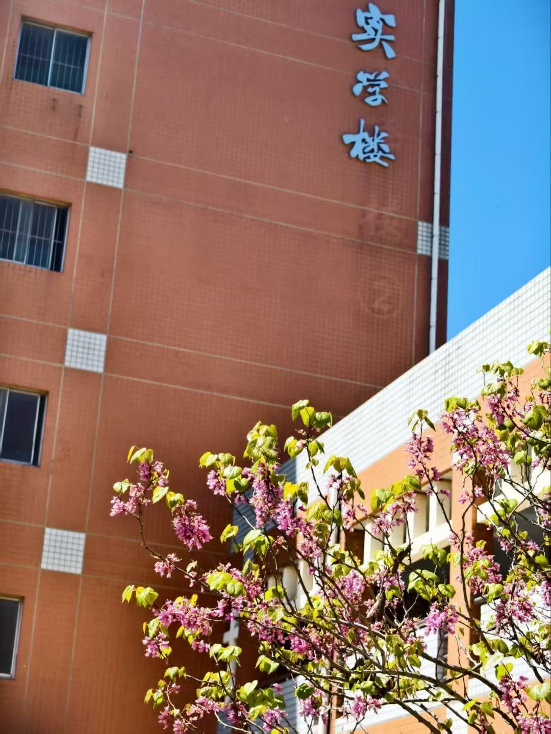 邢台学院校园美景 44