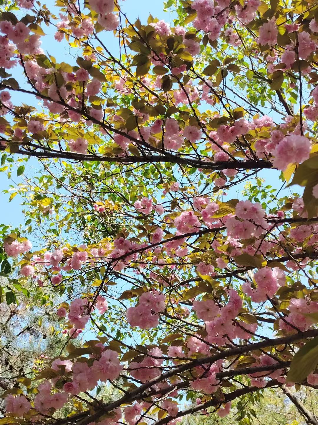 邢台学院校园美景 60