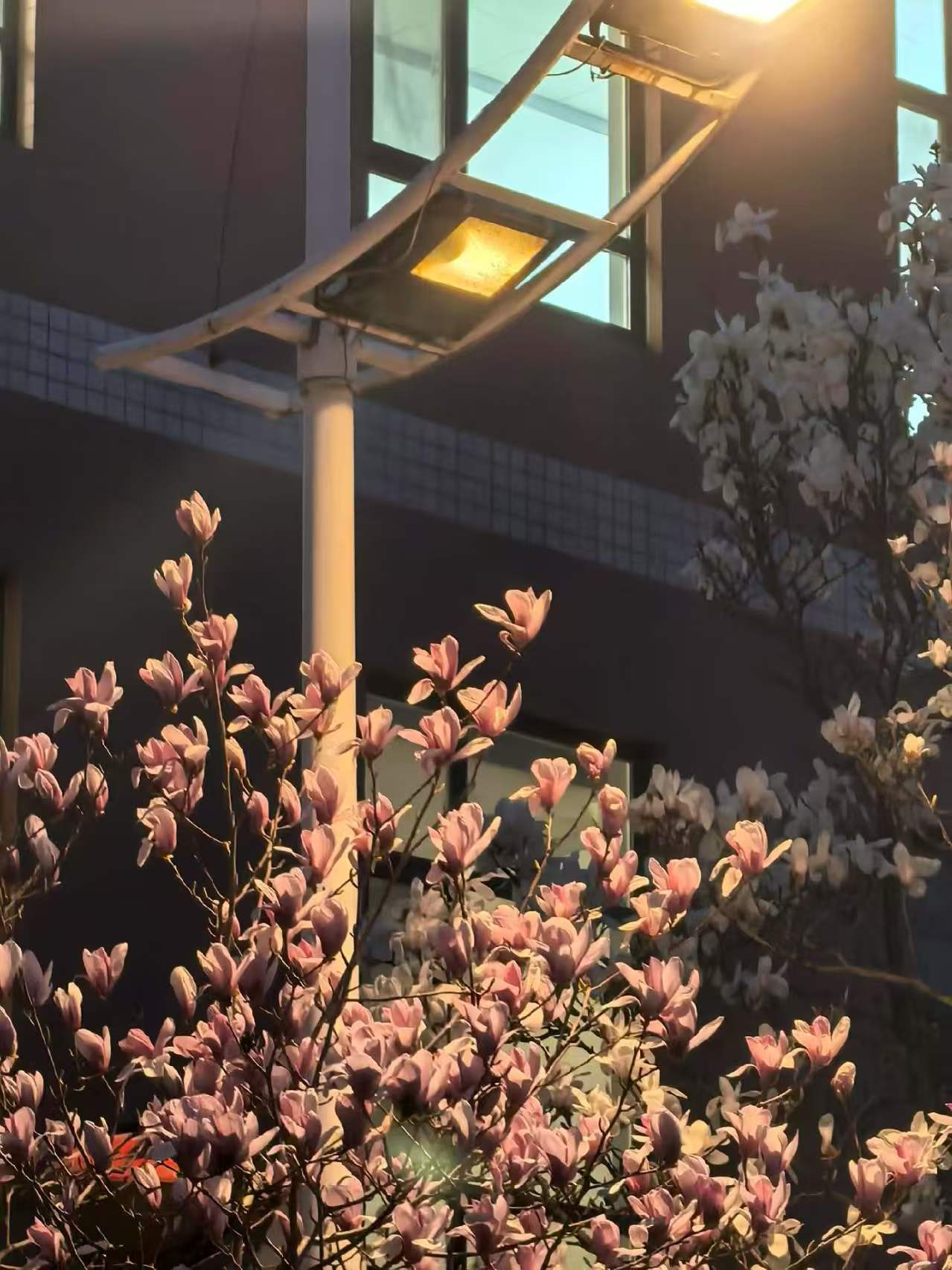 邢台学院校园美景 70